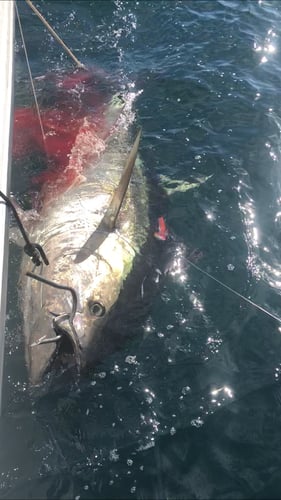 Rincon Blue Marlin Fishing In Rincon