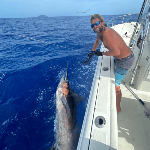 Rincon Blue Marlin Fishing In Rincon