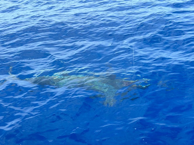 Rincon Blue Marlin Fishing In Rincon