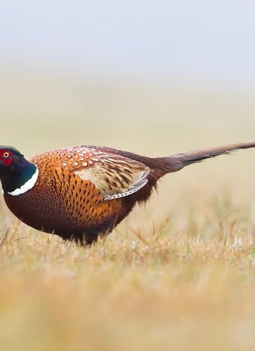 Pheasant Hunts In Archer