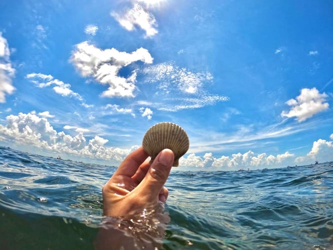 Scalloping In Crystal River