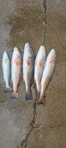 Backwater Reds and Flatfish