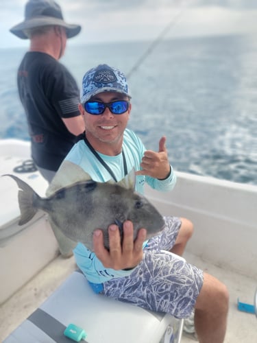 Offshore Grouper Fishing 🎣 In Cedar Key