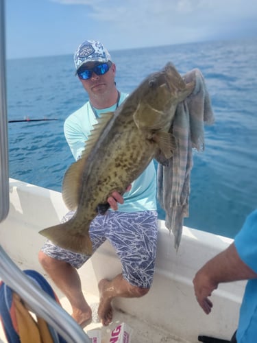 Offshore Grouper Fishing 🎣 In Cedar Key