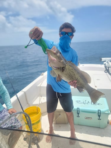 Offshore Grouper Fishing 🎣 In Cedar Key