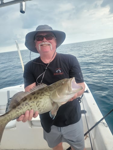 Offshore Grouper Fishing 🎣 In Cedar Key