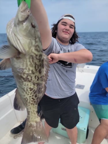 Offshore Grouper Fishing 🎣 In Cedar Key