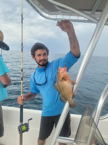 Offshore Grouper Fishing 🎣 In Cedar Key