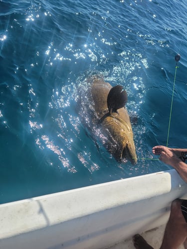 Offshore Grouper Fishing 🎣 In Cedar Key