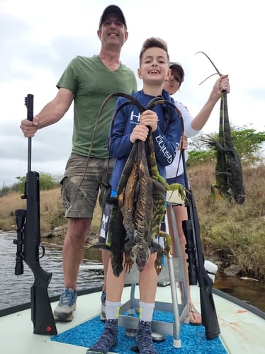 Iguana Hunts In Delray Beach