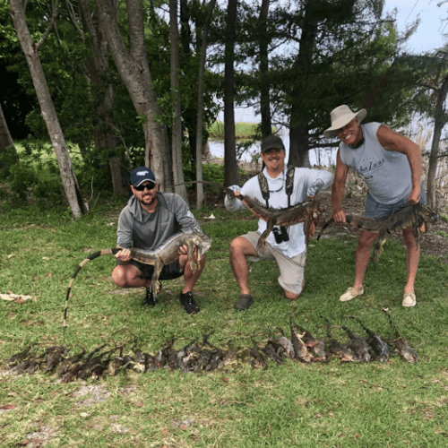 Iguana Hunts In Delray Beach