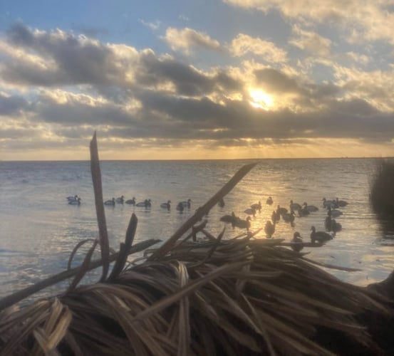 Open Water Duck Hunts In Atlantic Beach