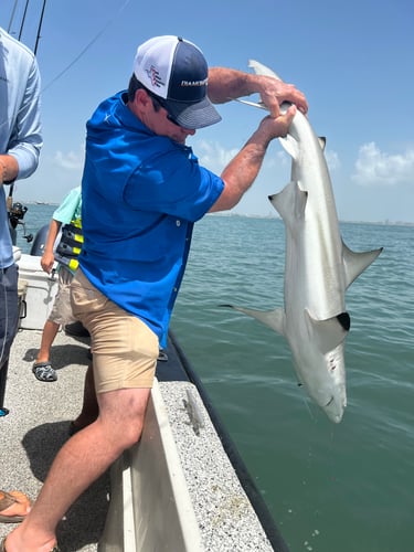 Shark Adventure In Galveston