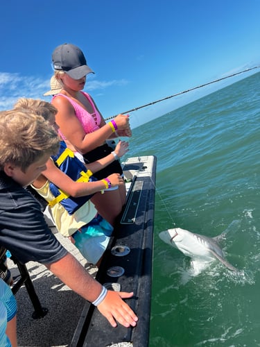 Shark Adventure In Galveston