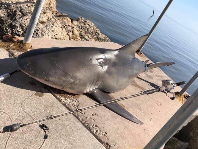 Battling Sharks! In Cedar Key