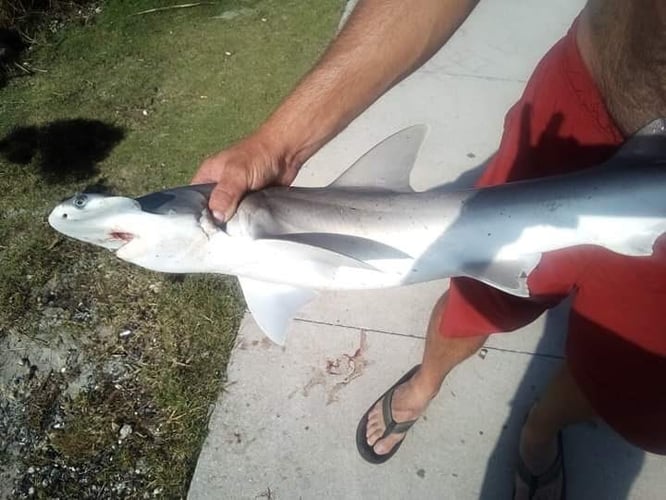 Battling Sharks! In Cedar Key