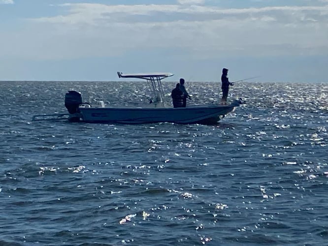 Battling Sharks! In Cedar Key