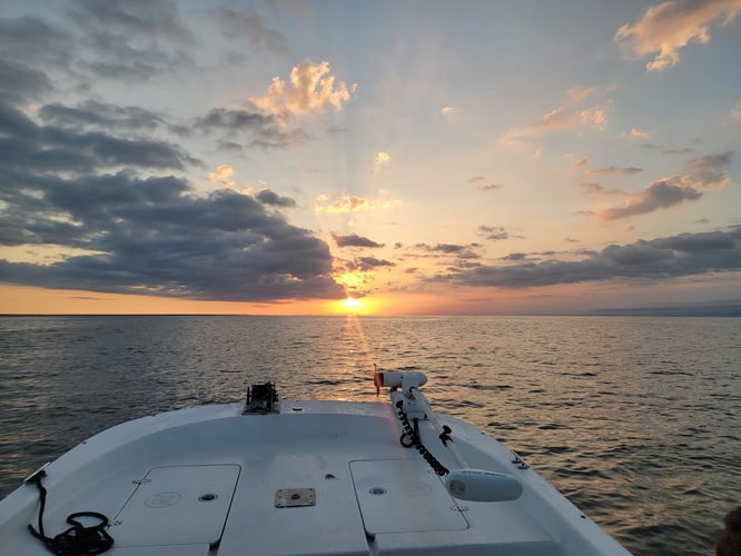 Battling Sharks! In Cedar Key