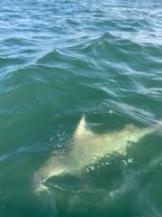 Battling Sharks! In Cedar Key