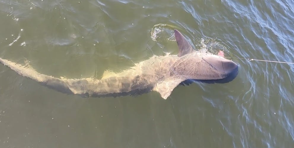 Battling Sharks! In Cedar Key