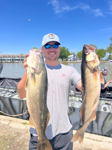 Yellow Perch And Smallmouth In Port Clinton