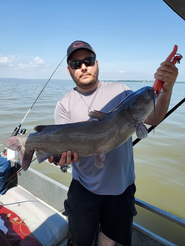 Lake Erie Catfish Special In Port Clinton