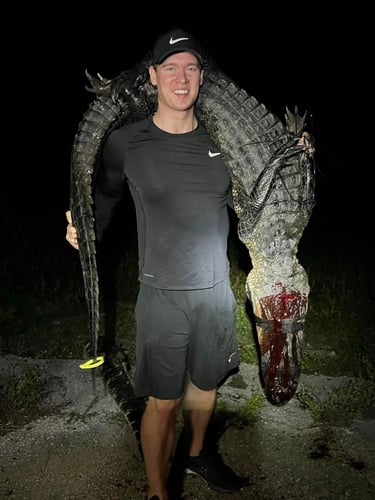 Giant Gator Package In Plantation