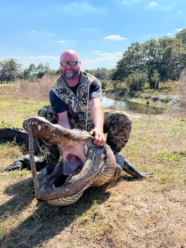 Giant Gator Package In Plantation