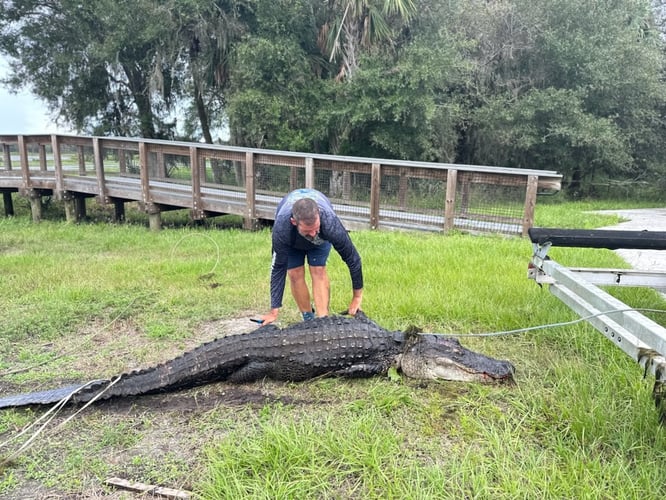 Giant Gator Package In Plantation