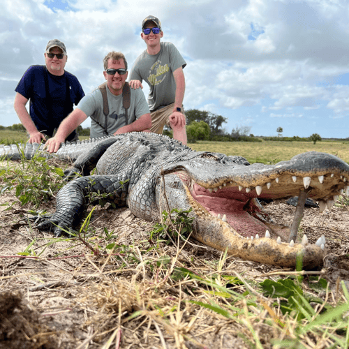 Giant Gator Package In Plantation