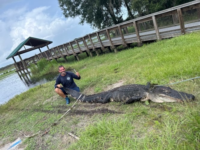 Giant Gator Package In Plantation