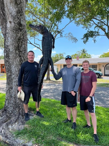 Giant Gator Package In Plantation