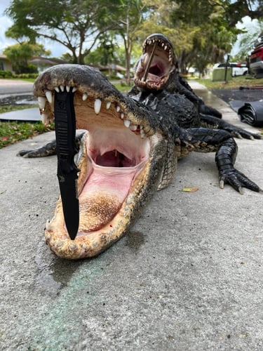 Giant Gator Package In Plantation
