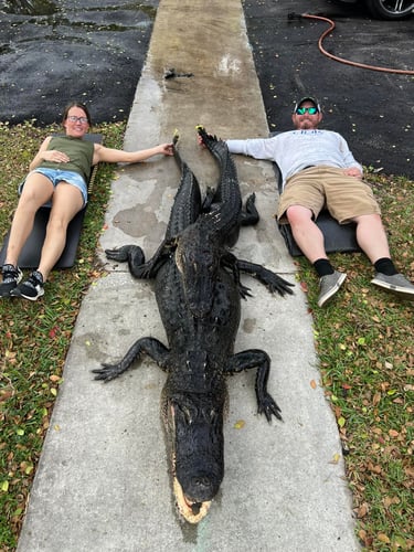 Giant Gator Package In Plantation