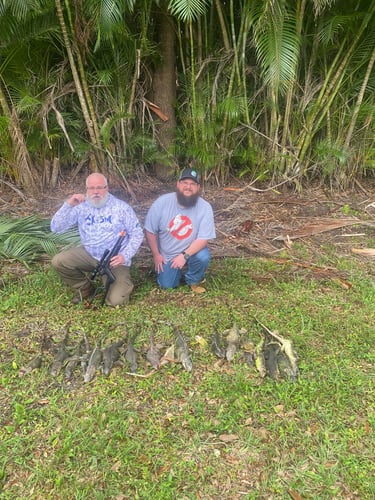 Iguana Hunting Insanity In Fort Lauderdale