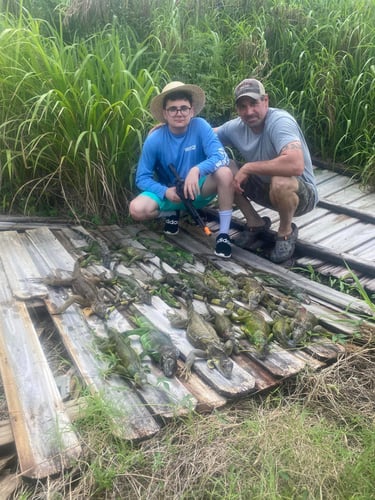 Iguana Hunting Insanity In Fort Lauderdale