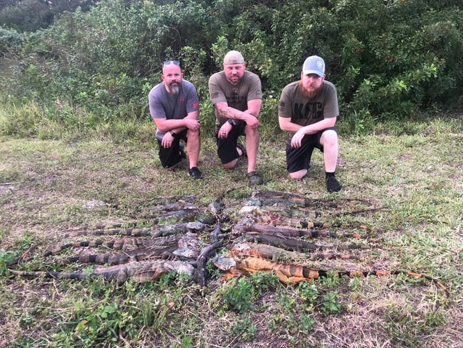 Iguana Hunting Insanity In Fort Lauderdale