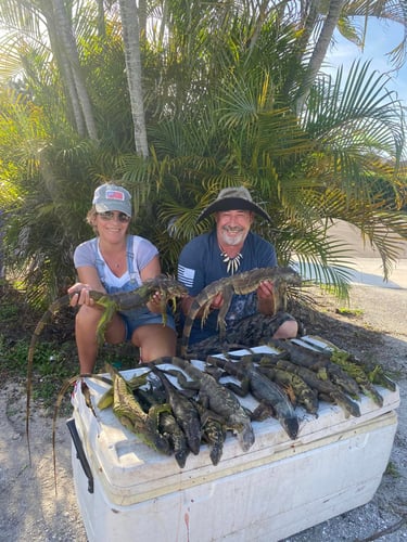 Iguana Hunting Insanity In Fort Lauderdale