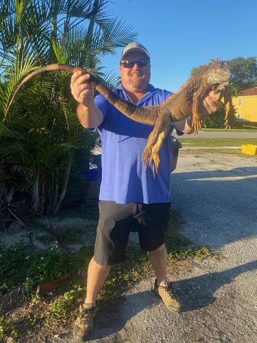 Iguana Hunting Insanity In Fort Lauderdale