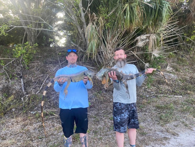 Iguana Hunting Insanity In Fort Lauderdale