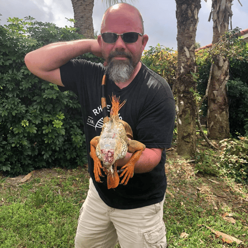 Iguana Hunting Insanity In Fort Lauderdale