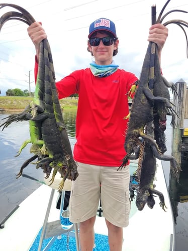 Iguana Hunting Unlimited In Panama City