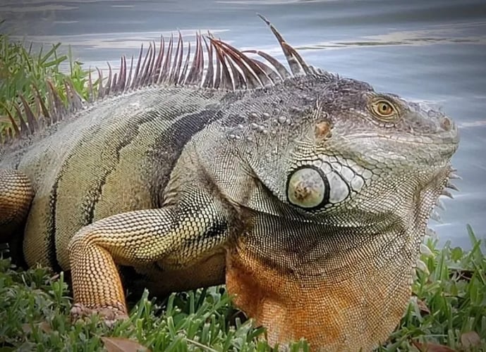 Iguana Hunting In Fort Lauderdale