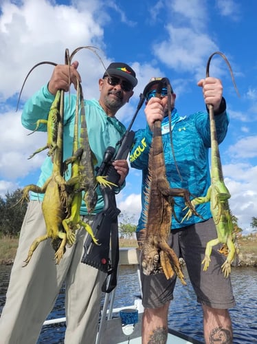 Iguana Hunting In Fort Lauderdale