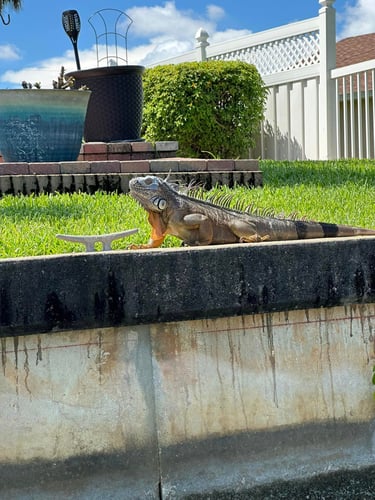 Iguana Hunting Veteran Guides In Cape Coral