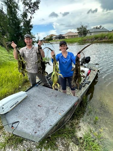 Iguana Hunting Veteran Guides In Cape Coral