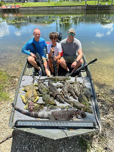 Iguana Hunting Veteran Guides In Cape Coral