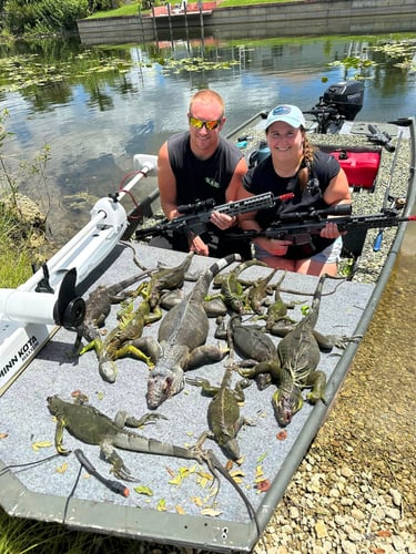 Iguana Hunting Veteran Guides In Cape Coral