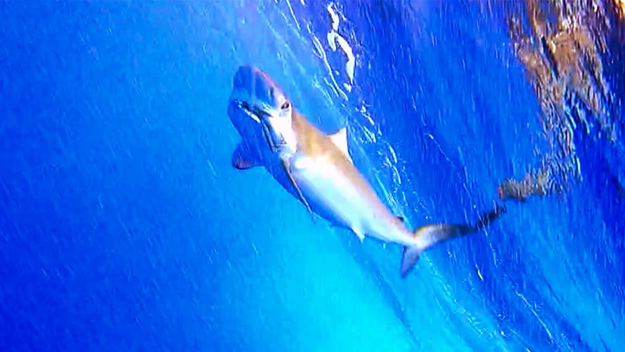 Shark Smash! In Pompano Beach
