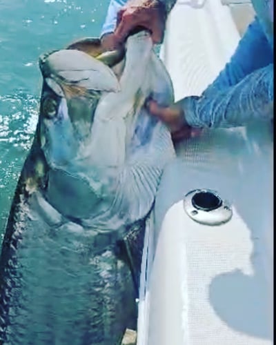 8 Hour Tarpon Trip In Galveston